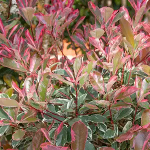 Photinia Growing Guide Photinia Pink Marble Hedge 2019 Lpophopma - Garden Express Australia