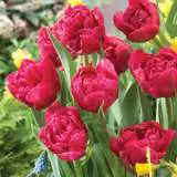 Tulip Chato Pktulcha - Garden Express Australia