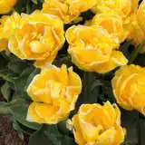 Tulip Vedi Napoli Pktulvna - Garden Express Australia