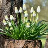 Grape Hyacinth Venus