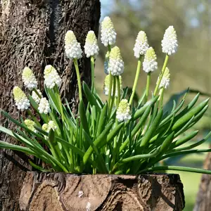 Muscari Growing Guide Grape Hyacinth Venus Pkghyven - Garden Express Australia