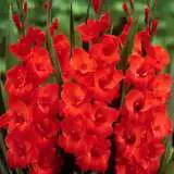 Mifgs Preorder Gladioli Cartago - Garden Express Australia