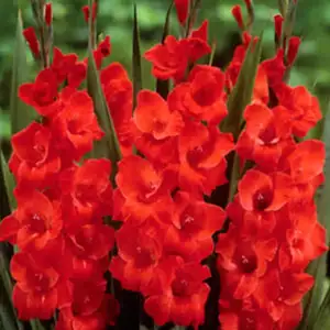 Gladioli Cartago Gladioli Cartago