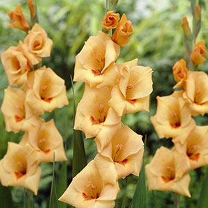 Gladioli Flevo Beach