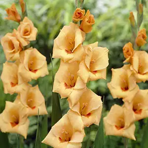 Gladioli Flevo Beach