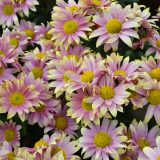 Pot Mum Chrysanthemum Bebop Rose Bicolour P10pmubrb - Garden Express Australia