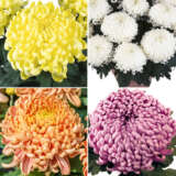Pot Mum Chrysanthemum Collection