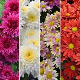 Pot Mum Chrysanthemum Collection 26 Colpmucol - Garden Express Australia