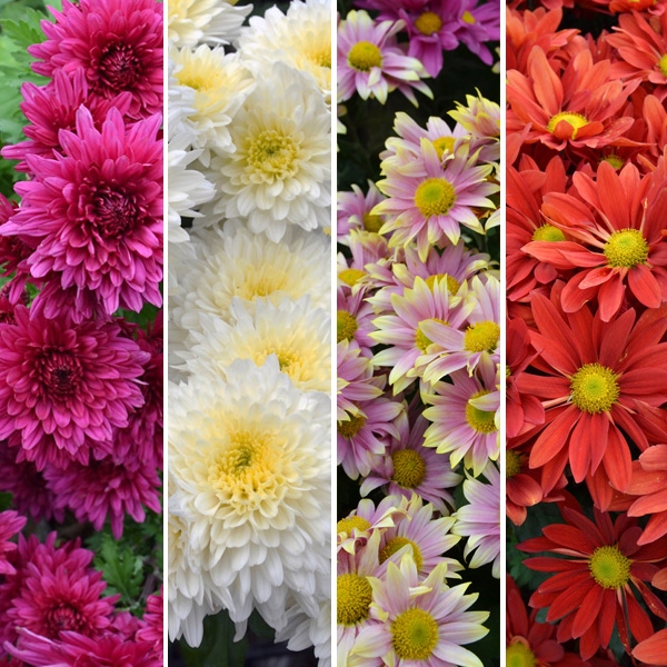 Pot Mum Chrysanthemum Collection Pot Mum Chrysanthemum Collection