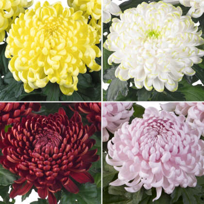 Pot Mum Chrysanthemum Collection Colpmucol - Garden Express Australia
