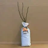 Rose Oranges And Lemons (pbr) Rose Oranges And Lemons (pbr)