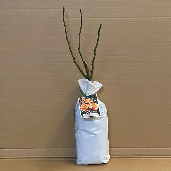 Rose Oranges And Lemons (pbr) Rose Oranges And Lemons (pbr)