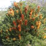 Banksia Bird Song Lpobanbso - Garden Express Australia