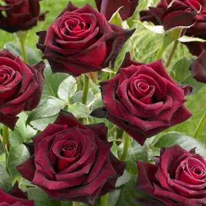 Brindabella Rose Ebony Spell