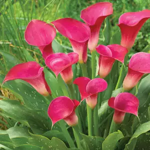 Calla Lily Growing Guide Calla Lily Pink Jewel Pkcalpje - Garden Express Australia