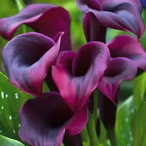 Calla Lily Growing Guide Calla Rudolph Pkcalrud - Garden Express Australia