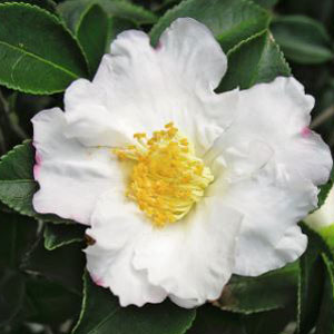 Camellia Setsugekka