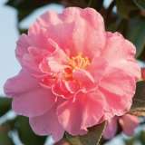Camellia Showa Supreme