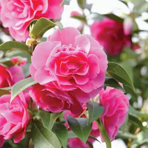 Camellia Sparkling Burgundy