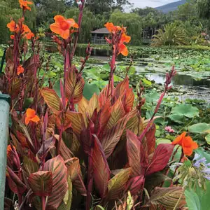 Canna Lily Tropicanna 5pk (pbr)