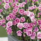 Carnation Kisses Pink Pplcarkpi - Garden Express Australia