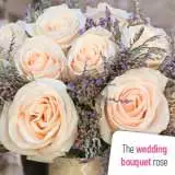 Champagner Rose New - Garden Express Australia