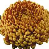 Pot Mum Kena Chrysanthemum Collection Pot Mum Kena Chrysanthemum Collection