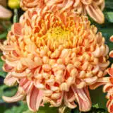 Chrys Pot Mum Kena Copper Pplpmukco 2020 - Garden Express Australia