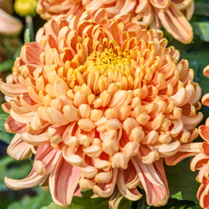 Pot Mum Chrysanthemum – Kena Copper