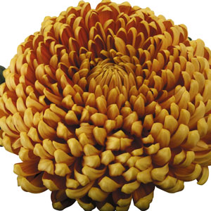 Pot Mum Kena Chrysanthemum Collection