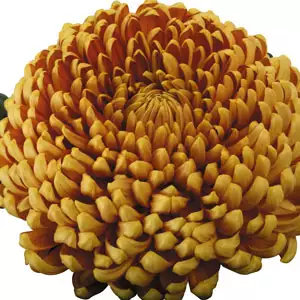 Pot Mum Kena Chrysanthemum Collection
