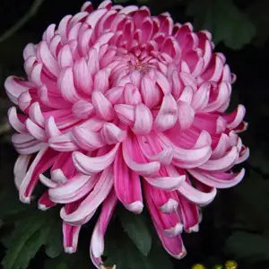 Pot Mum Chrysanthemum – Kena Pink