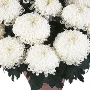 Pot Mum Chrysanthemum – Kena White
