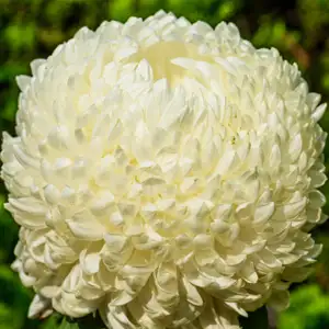 Pot Mum Chrysanthemum – Kena White