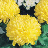 Pot Mum Chrysanthemum – Kena Yellow