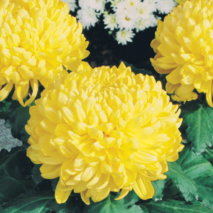 Pot Mum Chrysanthemum – Kena Yellow