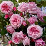 Climbing Rose Kiss Me Kate Rosckmk - Garden Express Australia
