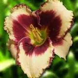Daylily Border Bride Pkdlibbr - Garden Express Australia
