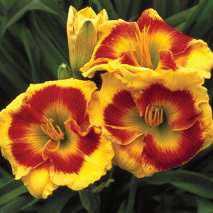 Daylily Brookwood Lee Causey