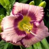 Daylily Delaware Doozy Pkdliddo - Garden Express Australia