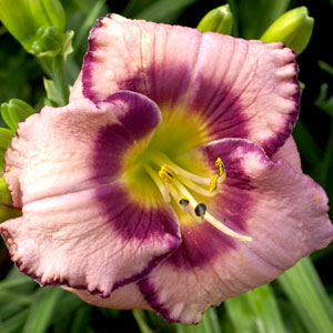 Daylily Delaware Doozy