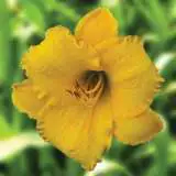 Daylily Jolly Swagman Pkdlijsw - Garden Express Australia