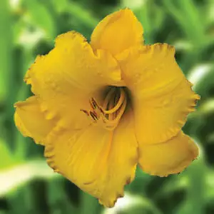 Daylily Jolly Swagman
