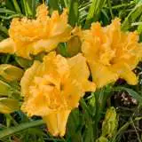 Daylily King Kahuna Pkdlikka - Garden Express Australia