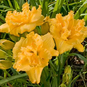 Daylily King Kahuna