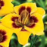 Daylily Mini Devils Footprint Pkdlimfp - Garden Express Australia