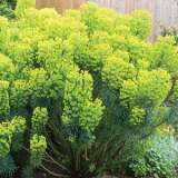 Euphorbia Wulfenni
