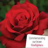 Firefighter Rose - Garden Express Australia