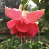 Fuchsia Double Upright Collection Fuchsia Double Upright Collection