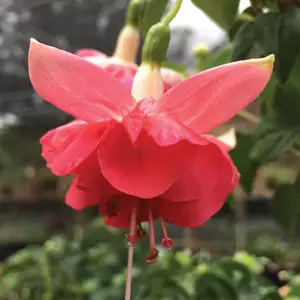 Fuchsia Double Upright Collection